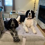 @merlin_mavis_springers - Instagram