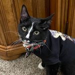 Shadow, Waffle, Dot, Greta, Turbo, Crush, Mavis, Swift - @shadow_and_theshells - Instagram