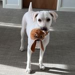 Maxi Moo Moo Mavis Taylor - @maxi_moo_moo - Instagram