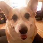 Daisy Mavis Thompson - @daisythecorgi52 - Instagram