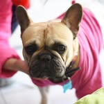 Mavis Torres - @mavisbulldogfrances - Instagram