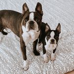 🦭Walter & Mavis🦇 - @walterandmavisthebostons - Instagram