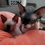 walter and mavis - @walter.and.mavis_thenakedcats - Instagram