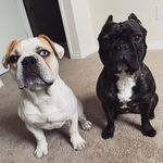 Walter Cyborg & Mavis Dracula - @walterandmavis - Instagram