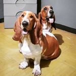Walter • Mavis + Murphy - @walterandmavisbassethounds - Instagram