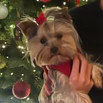 Mavis - @mavis_yorkie13 - Instagram