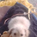 Max Alaniz - Facebook