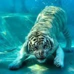 Max Alaniz - Facebook