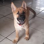 Max Allan🐶🐕 - @maxallan04 - Instagram