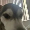 max alt - @himimus - TikTok