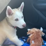 Max🐾🦴 - @maxandres._ - Instagram