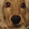max archer cranston - @max.a2003 - TikTok