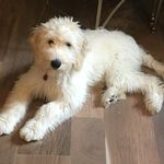 Max August - @max_auggie_d - Instagram