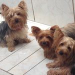 Yorks Family - @max.babbi.mylow - Instagram