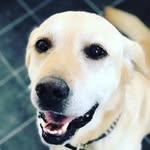 Max Baird - @labradogg424 - Instagram