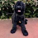 Max Bardsil - Portuguese Water Dog - @maxbardsil_pwd - Instagram
