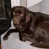 MaxTheBeachBum - @maxthelabrador - TikTok