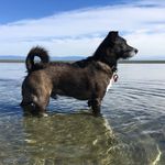 Max - Best In Show - @max_best_in_show - Instagram