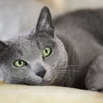 max-best - @_cats_dogs_good - Instagram