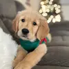 MaxBiggs - @maxthegoldenlush - TikTok