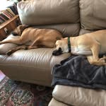 Sue Binns - @max_and_lily_binns - Instagram