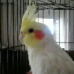 Max Calopicita - @_max_bird - Instagram