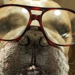 Max The Bulldog - @blanton_max_the_bulldog - Instagram