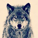 max bloomfield - @clip_wolfie_123 - Instagram