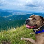 🐾 Max 🐾 - @max_blue.amstaff - Instagram