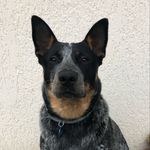 Max 🐺 - @_maxblueheeler - Instagram