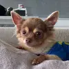 Max Bone - @maxwellbubbabrownbone - TikTok