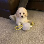 Max Bonner - @max_1720_cavapoo - Instagram