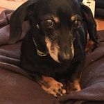 Terry Sutton - @maxbonnerminidachschund - Instagram