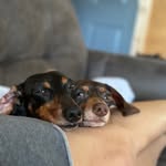 Max and Maverick Booker - @mnmsausagedogs - Instagram