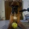 MaxxandBooker_theBoxers - @maccty_theboxer23 - TikTok