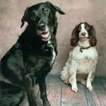 Max & Daisy 🐾 - @max_daisy_boothby - Instagram