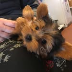 Max Boots - @maximus_boots - Instagram