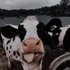 Max Boots and More - @max_bootsr - TikTok