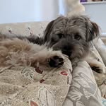 Max "Boots" Williams - @max_cockapoo784 - Instagram