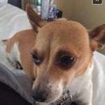 Brewster Max - @itsbrewstermax - Instagram
