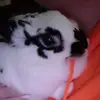 Alex - @ponchomaxbrierpets - TikTok