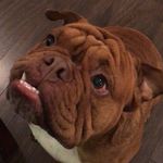 Bubba Max Briones - @bmb4life - Instagram