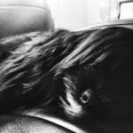 Max Bristow - @max_sass_the_cat - Instagram
