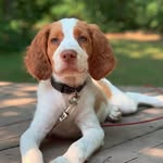 Max - @maxbrittanyspaniel - Instagram