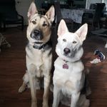 Max and Luna Britton - @theadventuresofmaxandluna - Instagram