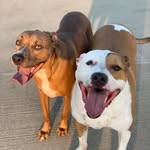 Max & Brodie - @badboiz_max_brodie - Instagram
