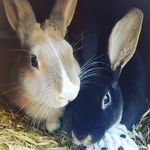 Max & Bronson - @max_and_bronson_escapades - Instagram