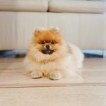 Max de can bruch pomerania - @maxi_pomi - Instagram
