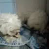 @Max_Bruni_Catelusi - @max_catelul - TikTok
