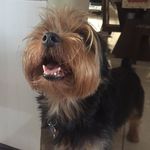 Max Bruniera🐶 - @maxbruniera - Instagram